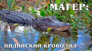 Болотный Крокодил: Безупречный Приспособленец | Интересные факты про крокодилов