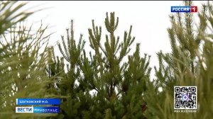 Запах свежей хвои и рождественское настроение в подарок!