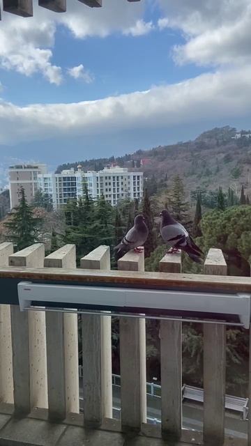 Голуби на балконе в "Ялта-Интурист"