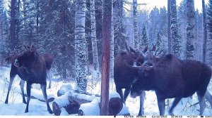 Лоси на солонце 12.12.25г. - 13.12.25г