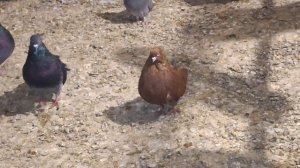 1000107364.mp4 Голуби Игоря Тихонова Луганск.