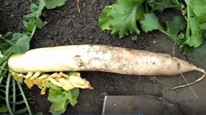 Выращивание дайкона