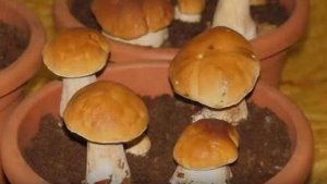 Как вырастить много белых грибов дома на подоконнике (результат)