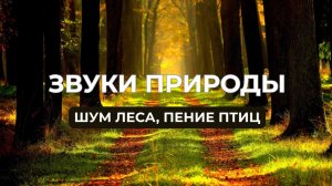 Звуки природы, пение птиц, звуки леса, для релаксации, сна, медитации