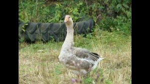 Частная территория