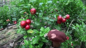Лесные грибы и ягоды 🍓🍄  брусничная поляна, боровики. Сбор летних даров леса