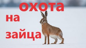 ОХОТА НА ЗАЙЦА. ОБУЧАЮ НОВОГО ЗАЙЧАТНИКА