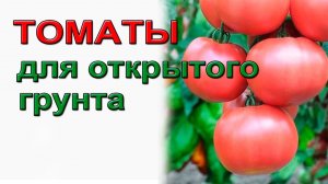 Томаты для открытого грунта