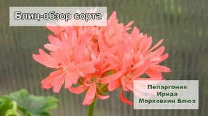 Блиц-обзор сорта пеларгонии Ирида Морковкин Блюз