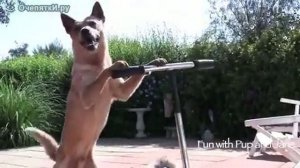 Пёс и кот на самокате