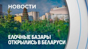 За сколько белорусы смогут купить живую елку на Новый год?