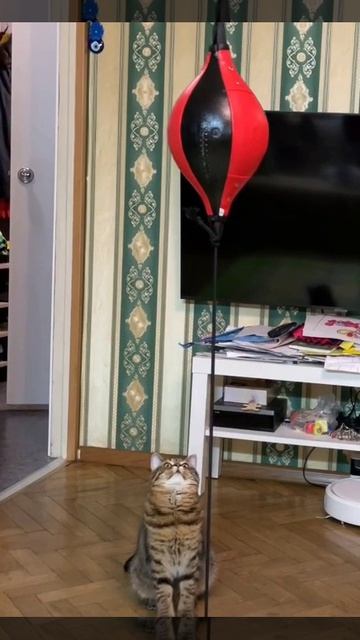 Кот - боксёр