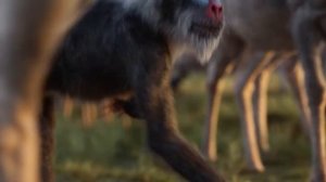 LION KING_ Circle Of Life (Orchestral Version) Opening Theme