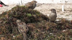 Воробьи облюбовали морские водоросли.