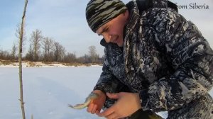 Эксперимент. Мойва для налима.