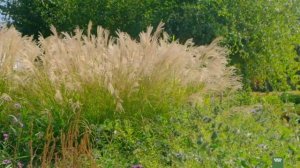 Сад «Началово» Олега Подстаницкого | Проект Грин Типс