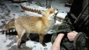 (1203) Лиса приходит в гости. Декабрь 2025