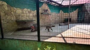 УТРО! Мы НАПЕРЕГОНКИ мчимся к вольеру с Люсей и Елисеем! Как прошла ночь, как Люся????