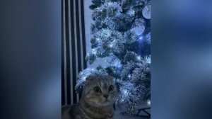 Скоро Новый год 🎄