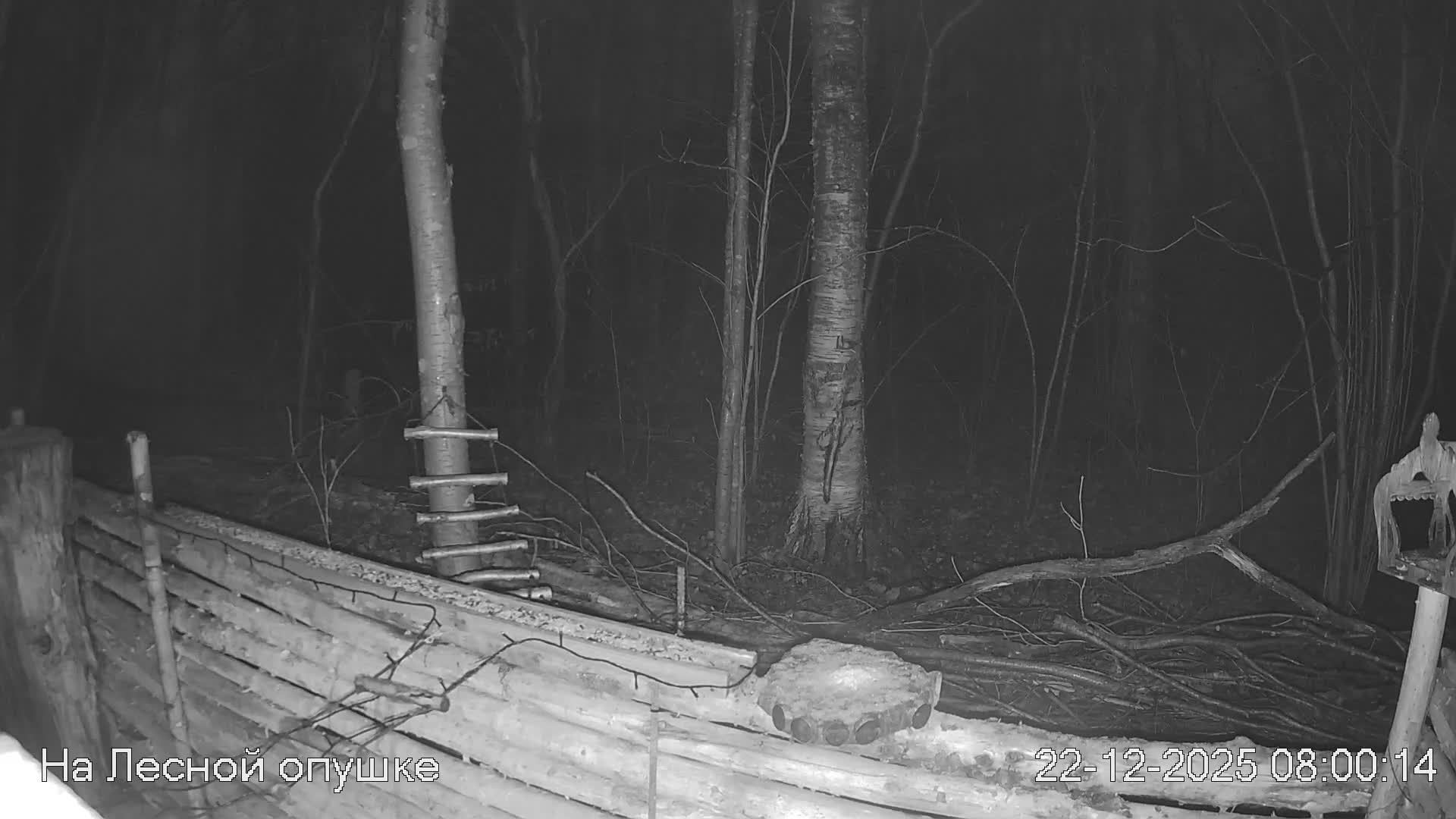 LIVE: На лесной опушке. Природа онлайн смотреть онлайн