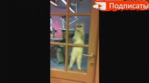 дискотека для котов