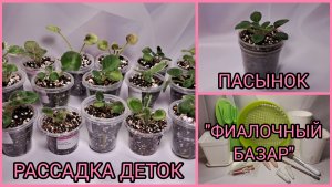 Пасынок спустя 3 недели. Отсадка и рассадка деток. "Фиалочный базар".
