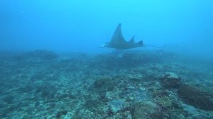 Дайвинг на Бали 2025