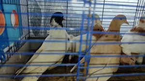 ярмарка голубей Славянск на Кубани 21 .12.2025