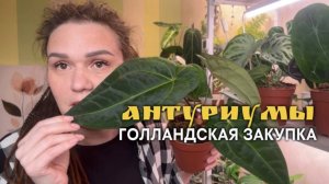 АНТУРИУМЫ из ГОЛЛАНДСКОЙ закупки | Стоит ли покупать?