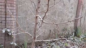 Урок по обрезке одноствольного дерева