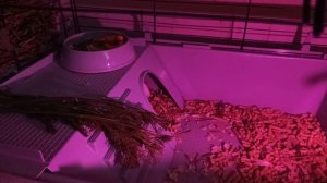 Белая морская свинка/белые морские свинки самки/почему я хотела мохнатую белую морскую свинку