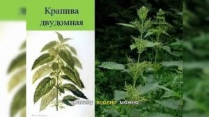 Крапива двудомная