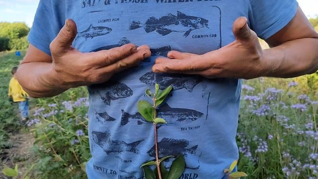 Поздний сорт голубики ЧАНДЛЕР зреет вместе с ранним ДЮКОМ. смотреть онлайн