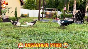 Забавные утки мускусные и пекинские на свободном выгуле со своими друзьями ч.(322) ❣️🤗😂
