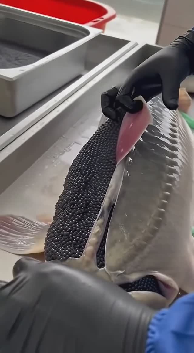 Мир водных хищников Свежая икра