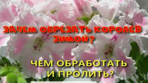 ЗАЧЕМ ОБРЕЗАТЬ КОРОЛЕВСКИЕ ПЕЛАРГОНИИ ЗИМОЙ?