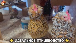 Идеальное птицеводство достойно восхищения 🐓🦆🦢🦚🦃🐔 эпизод (427)