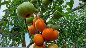 Знакомлю с сортами томатов из каталога/Народные любимцы и новинки