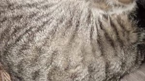 Дневной сон