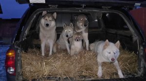 Все вместе на машине