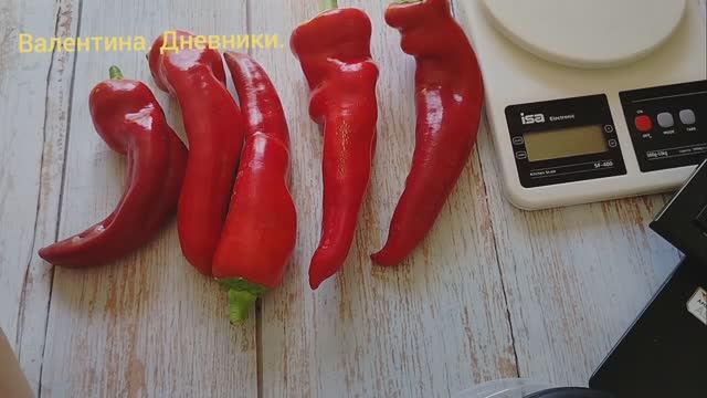 Обзор сорта сладкого перца "Гигант Аконкагуа".  Лето 2025 года