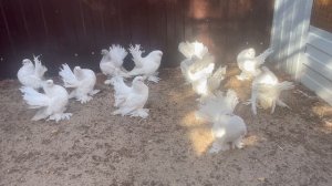 Голуби Кирьянова Александра