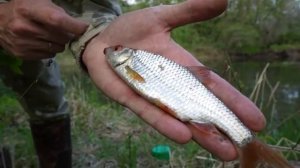 Рыбалка на удочку с поплавком на реке. Ловля разной рыбы в проводку. Попал под дождь.