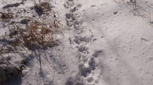 Сергей Есенин ЧТО ЭТО ТАКОЕ? Читает Анатолий Алымов