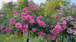 Июль в Саду 17 июля 2025 часть 1