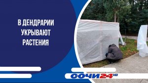 В Дендрарии укрывают растения