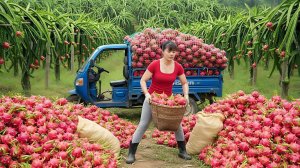 Собираю драконий фрукт и везу на трехколесном грузовике на сельский рынок продавать. Фуонг. Вьетнам