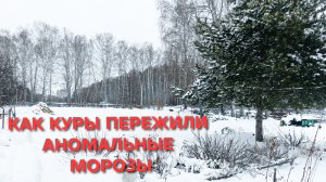 Как куры-несушки пережили аномальные морозы В итоге одна курица заболела