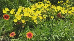 Вспоминаю лето и разговор веду.