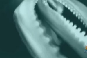 марианская впадина - спрут